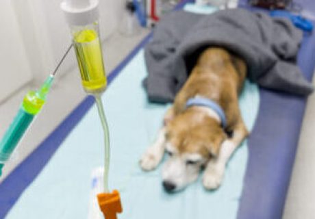 A dog lies on a veterinary exam table covered with a gray blanket. An IV drip with liquid is in focus, conveying a clinical and caring atmosphere.