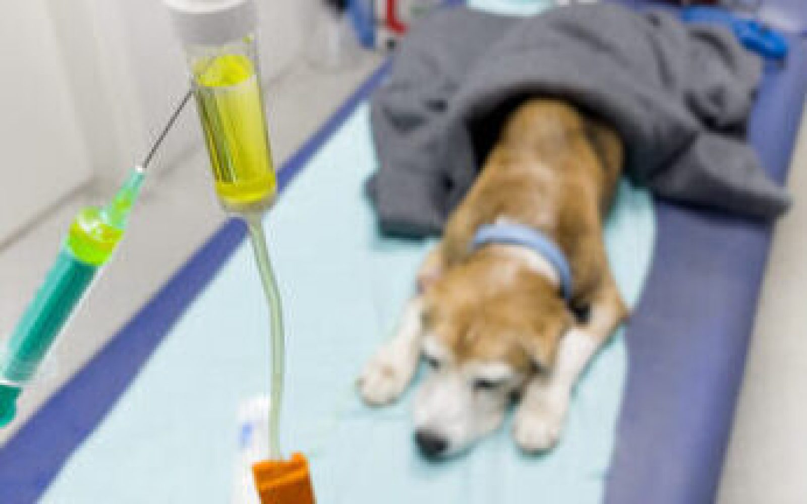 A dog lies on a veterinary exam table covered with a gray blanket. An IV drip with liquid is in focus, conveying a clinical and caring atmosphere.
