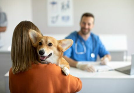 A happy dog is held by a woman at a vet's office. A smiling veterinarian sits at a desk in the background.